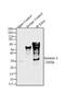 Syntaxin 6 antibody, 710855, Invitrogen Antibodies, Immunoprecipitation image 