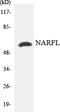 Cytosolic Iron-Sulfur Assembly Component 3 antibody, LS-C200251, Lifespan Biosciences, Western Blot image 