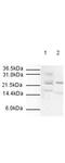 Anaphase Promoting Complex Subunit 10 antibody, A07065-1, Boster Biological Technology, Western Blot image 