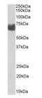 Anti-Mullerian Hormone Receptor Type 2 antibody, orb233602, Biorbyt, Western Blot image 