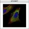 Target Of Myb1 Like 1 Membrane Trafficking Protein antibody, GTX106377, GeneTex, Immunofluorescence image 