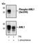 Aml1 antibody, PA5-17351, Invitrogen Antibodies, Western Blot image 