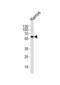 CD19 antibody, abx028439, Abbexa, Western Blot image 