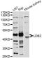 LIM Domain Binding 2 antibody, abx126088, Abbexa, Western Blot image 