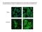 Interleukin-11 receptor subunit alpha antibody, 10264-1-AP, Proteintech Group, Immunofluorescence image 