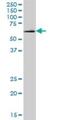 DnaJ Heat Shock Protein Family (Hsp40) Member C11 antibody, H00055735-B01P, Novus Biologicals, Western Blot image 