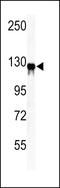 Vinculin antibody, LS-C100624, Lifespan Biosciences, Western Blot image 