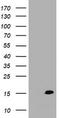 TSC22 Domain Family Member 3 antibody, TA505293, Origene, Western Blot image 