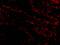 Baculoviral IAP Repeat Containing 7 antibody, 11006, QED Bioscience, Immunofluorescence image 