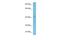 Wnt Family Member 2 antibody, PA5-68544, Invitrogen Antibodies, Western Blot image 