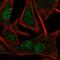 TATA-Box Binding Protein Like 1 antibody, HPA071813, Atlas Antibodies, Immunofluorescence image 