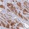 Molybdenum Cofactor Synthesis 1 antibody, NBP2-38844, Novus Biologicals, Immunohistochemistry paraffin image 