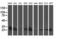 Adenylate Kinase 4 antibody, LS-C173011, Lifespan Biosciences, Western Blot image 
