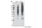 Tyrosine antibody, 5465S, Cell Signaling Technology, Western Blot image 
