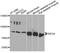 mPER2 antibody, abx123212, Abbexa, Western Blot image 