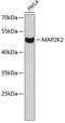 Mitogen-Activated Protein Kinase Kinase 2 antibody, 13-050, ProSci, Western Blot image 