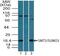 Small Ubiquitin Like Modifier 3 antibody, PA5-23110, Invitrogen Antibodies, Western Blot image 