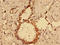 Makorin Ring Finger Protein 2 antibody, LS-C672377, Lifespan Biosciences, Immunohistochemistry paraffin image 