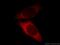 LIM And SH3 Protein 1 antibody, 10515-1-AP, Proteintech Group, Immunofluorescence image 