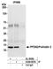 Prefoldin Subunit 2 antibody, A304-807A, Bethyl Labs, Immunoprecipitation image 