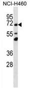 Transmembrane Protein 181 antibody, AP54277PU-N, Origene, Western Blot image 