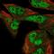 Formin-1 antibody, NBP1-94072, Novus Biologicals, Immunofluorescence image 