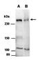 Chromodomain Helicase DNA Binding Protein 4 antibody, orb66905, Biorbyt, Western Blot image 