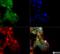 NLR family CARD domain-containing protein 4 antibody, NBP1-78980, Novus Biologicals, Immunofluorescence image 