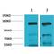 Glutamate Ionotropic Receptor AMPA Type Subunit 4 antibody, LS-C387783, Lifespan Biosciences, Western Blot image 