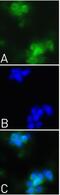Epidermal Growth Factor antibody, 701538, Invitrogen Antibodies, Immunofluorescence image 