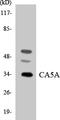 Carbonic Anhydrase 5A antibody, LS-C291746, Lifespan Biosciences, Western Blot image 