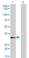 Edpk antibody, LS-B4472, Lifespan Biosciences, Western Blot image 