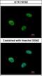 Ubiquitin Protein Ligase E3C antibody, GTX119102, GeneTex, Immunofluorescence image 