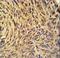 Nucleoporin 210 antibody, LS-C163070, Lifespan Biosciences, Immunohistochemistry paraffin image 