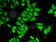 Ataxin 3 antibody, A1243, ABclonal Technology, Immunofluorescence image 