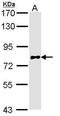 Calpain 10 antibody, GTX113930, GeneTex, Western Blot image 