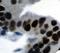 RB Transcriptional Corepressor 1 antibody, LS-C348598, Lifespan Biosciences, Immunohistochemistry frozen image 