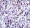 Telomeric Repeat Binding Factor 2 antibody, NB110-57130, Novus Biologicals, Immunohistochemistry frozen image 