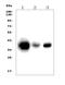 Ca(2+)-dependent phospholipid scramblase 1 antibody, A02995-3, Boster Biological Technology, Western Blot image 