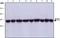 Beta-Actin antibody, GTX11003, GeneTex, Western Blot image 