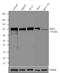 T-box transcription factor TBX3 antibody, 42-4800, Invitrogen Antibodies, Western Blot image 