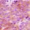 Adrenoceptor Alpha 1D antibody, orb382461, Biorbyt, Immunohistochemistry paraffin image 