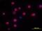 Natural Cytotoxicity Triggering Receptor 1 antibody, PA5-47213, Invitrogen Antibodies, Immunocytochemistry image 