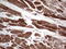 Adiponectin, C1Q And Collagen Domain Containing antibody, LS-C339238, Lifespan Biosciences, Immunohistochemistry frozen image 