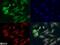 Semaphorin 3B antibody, NB100-2218, Novus Biologicals, Immunofluorescence image 