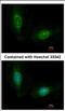 Leucine Rich Pentatricopeptide Repeat Containing antibody, NBP2-19373, Novus Biologicals, Immunocytochemistry image 