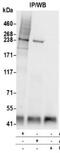 Cullin-9 antibody, NB100-2300, Novus Biologicals, Immunoprecipitation image 