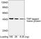 TAP Tag antibody, LS-C203617, Lifespan Biosciences, Western Blot image 