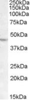 LIM Homeobox 2 antibody, MBS420022, MyBioSource, Western Blot image 