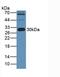 Apolipoprotein A1 antibody, LS-C663598, Lifespan Biosciences, Western Blot image 